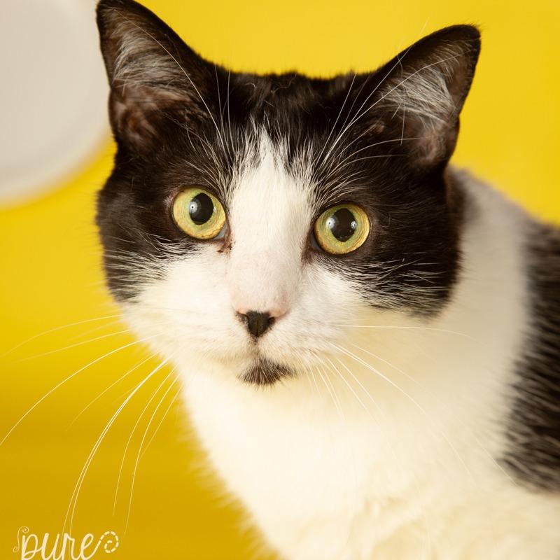 Carter, a Adoptable Domestic Short Hair in Springfield, MO image 5/6