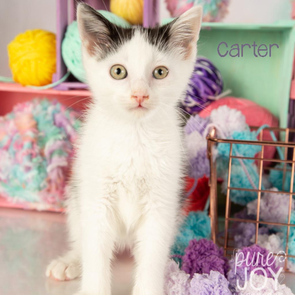 Carter, a Adoptable Domestic Short Hair in Springfield, MO image 6/6