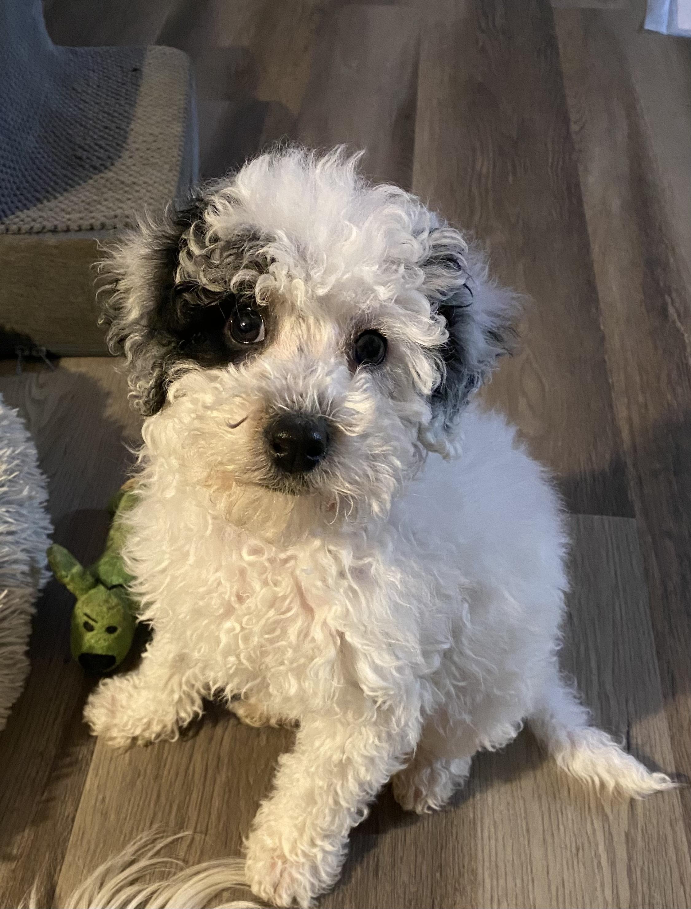 Petey, adopted, Puppy Male Bernese Mountain Dog & Poodle.