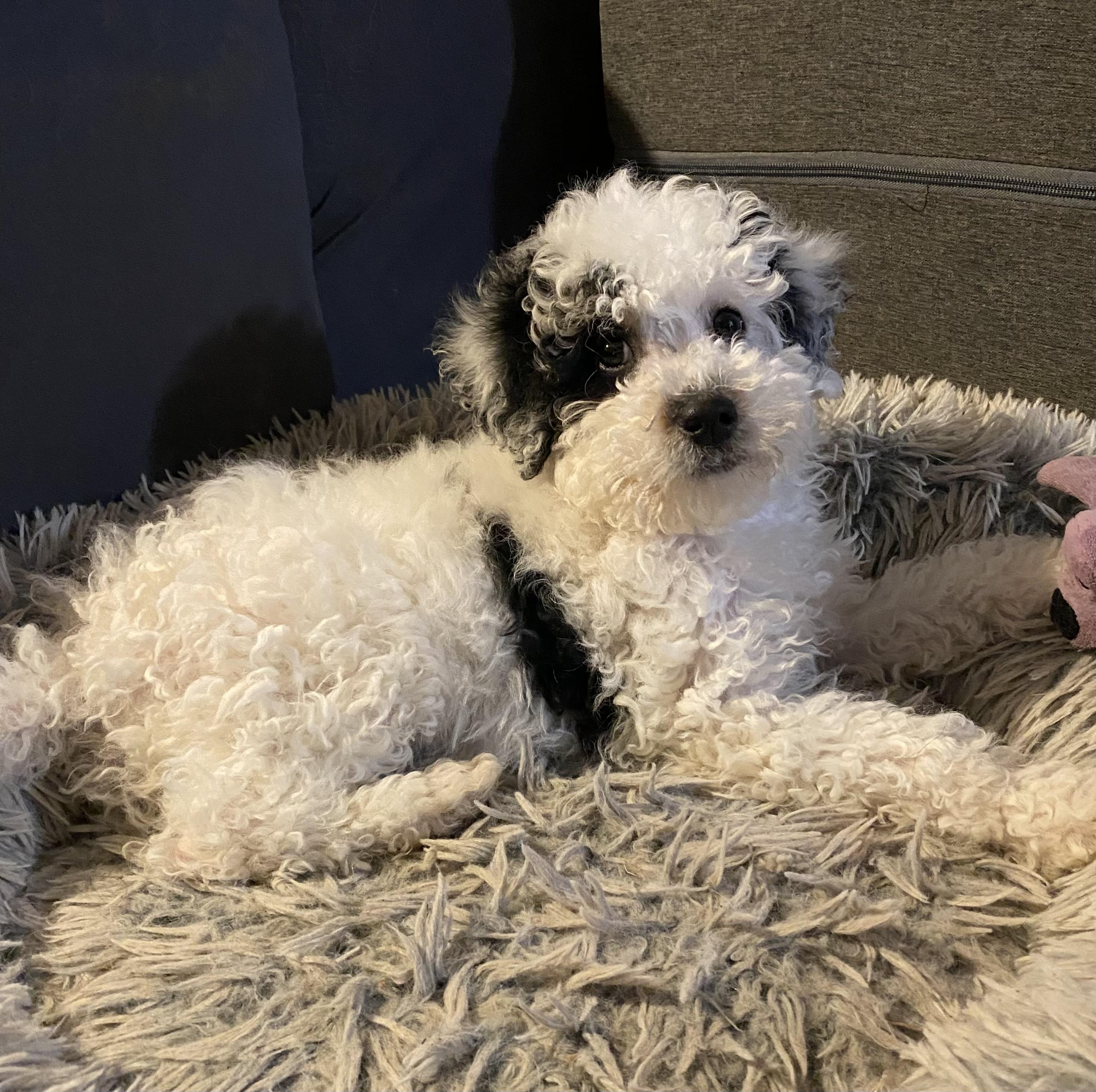 Enlarge Petey, an adopted mixed breed in Overland Park, KS image 2/2