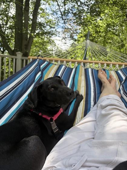Ruby Dee, Adoptable, Adult Female Labrador Retriever & Mixed Breed.