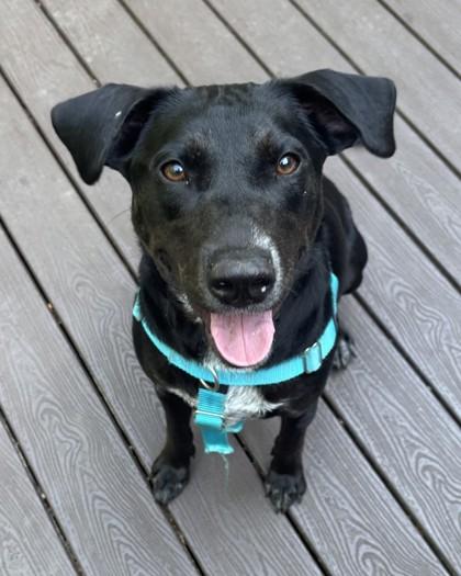 Ruby Dee, a Adoptable mixed breed in Madison, NJ image 2/3