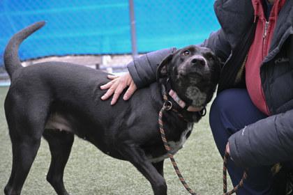 Ruby Dee, a Adoptable mixed breed in Madison, NJ image 3/3