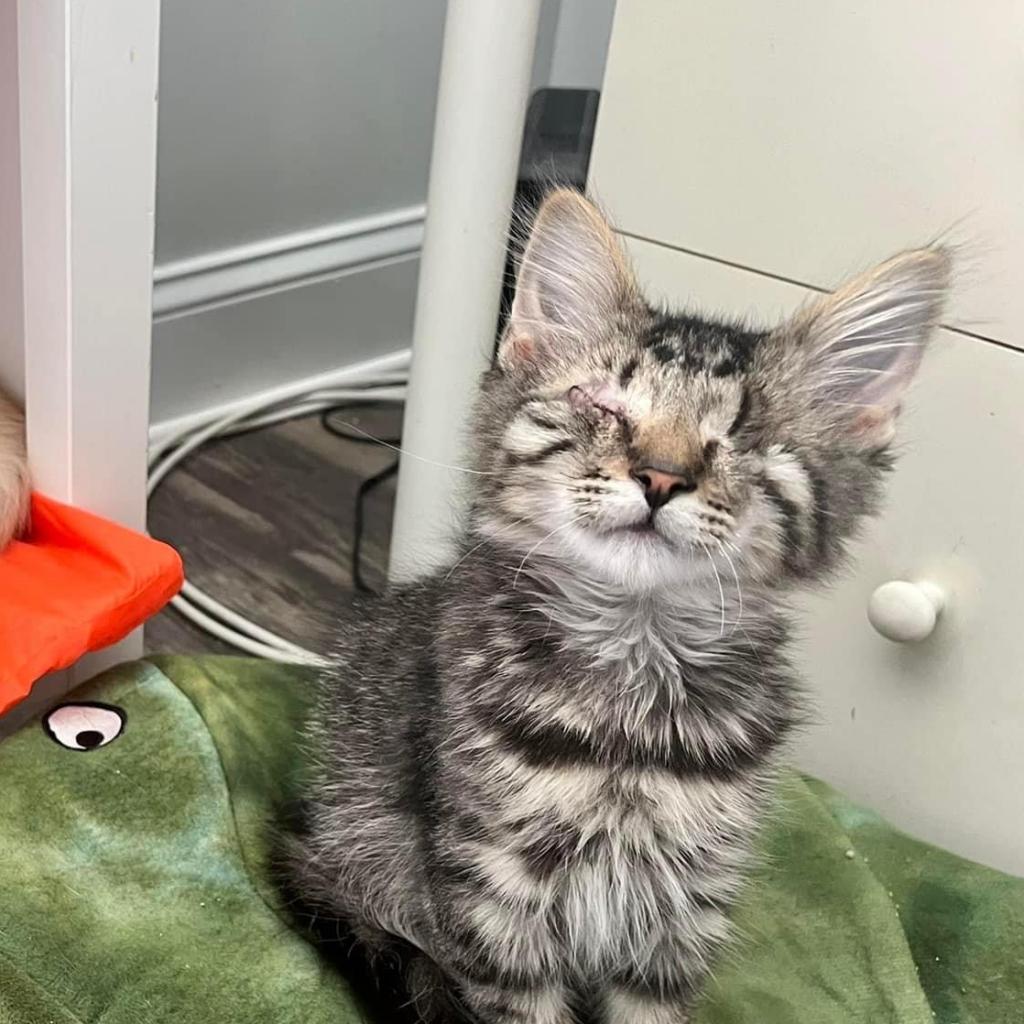 Enlarge Snickers, a Adoptable Domestic Short Hair in Pasadena , MD image 2/3