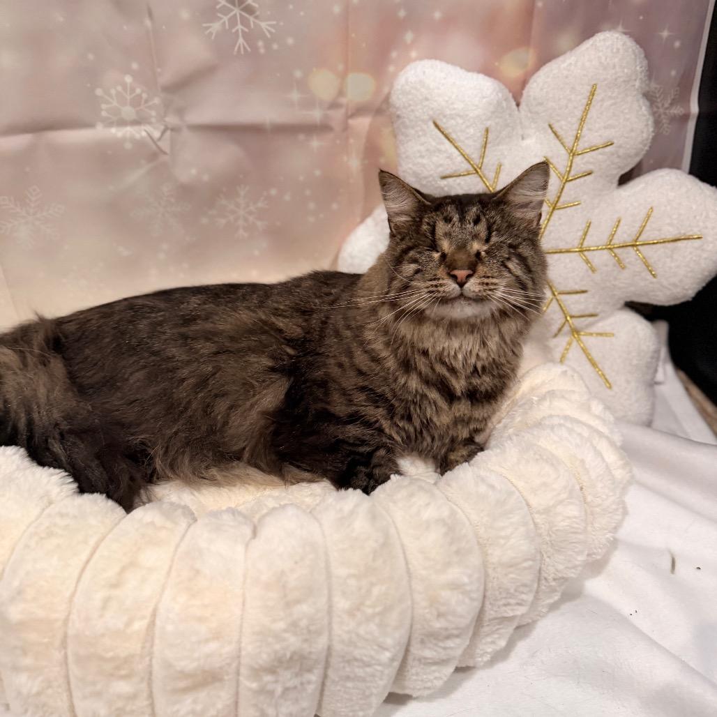 Enlarge Snickers, a Adoptable Domestic Short Hair in Pasadena , MD image 3/3