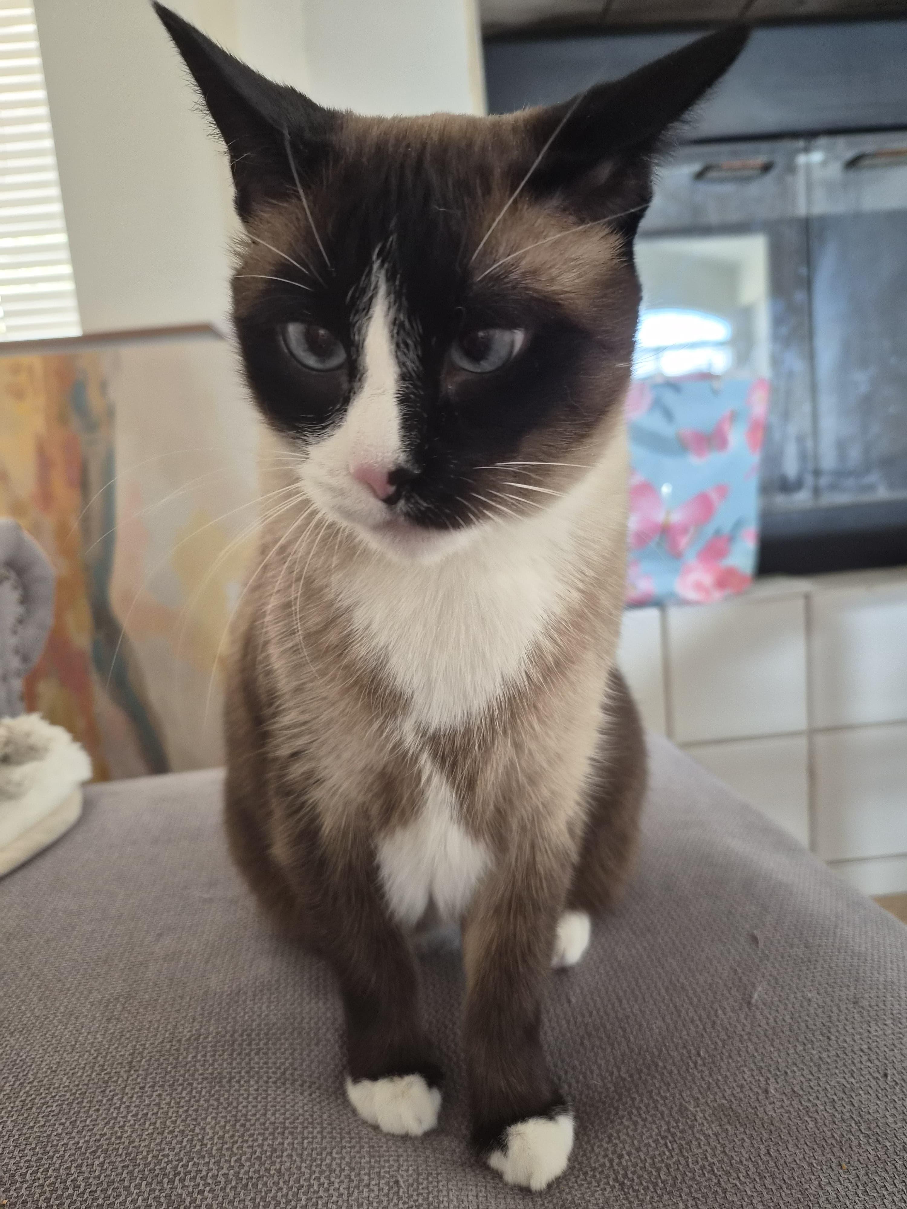 Enlarge Chatty, Cross-eyed, Cleo, a Adoptable mixed breed in BEVERLY HILLS, CA image 4/6