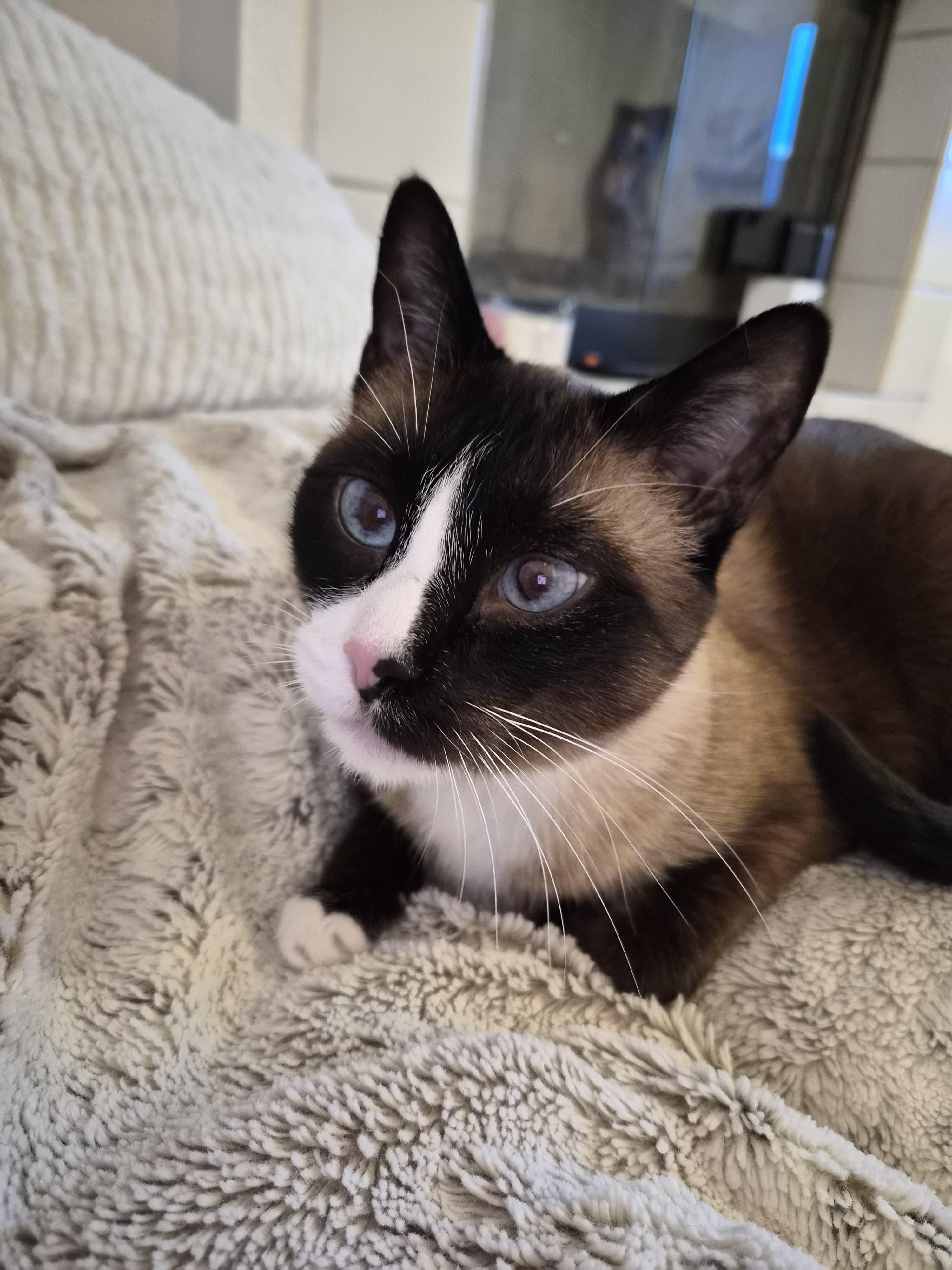Enlarge Chatty, Cross-eyed, Cleo, a Adoptable mixed breed in BEVERLY HILLS, CA image 2/6