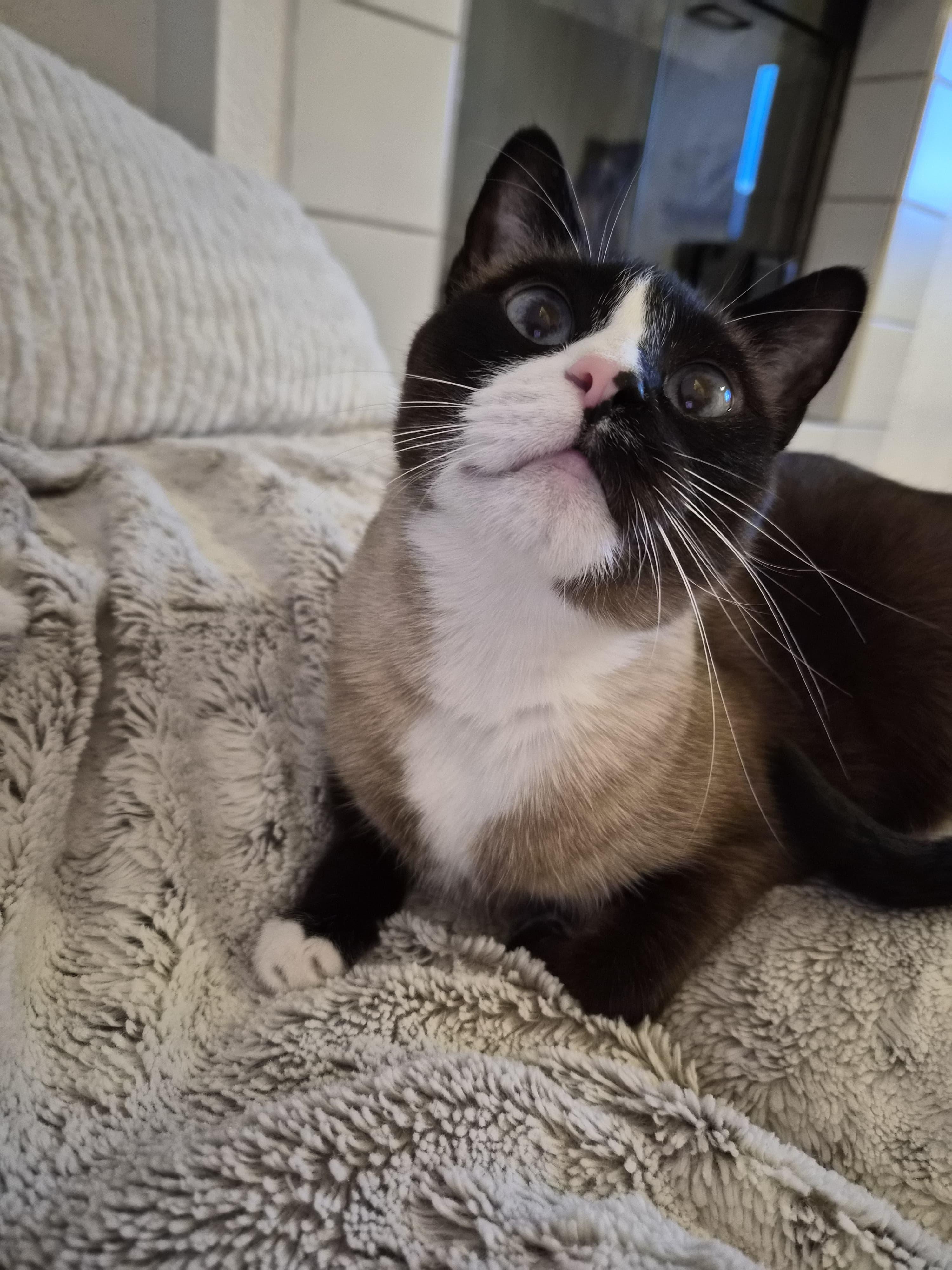Enlarge Chatty, Cross-eyed, Cleo, a Adoptable mixed breed in BEVERLY HILLS, CA image 3/6