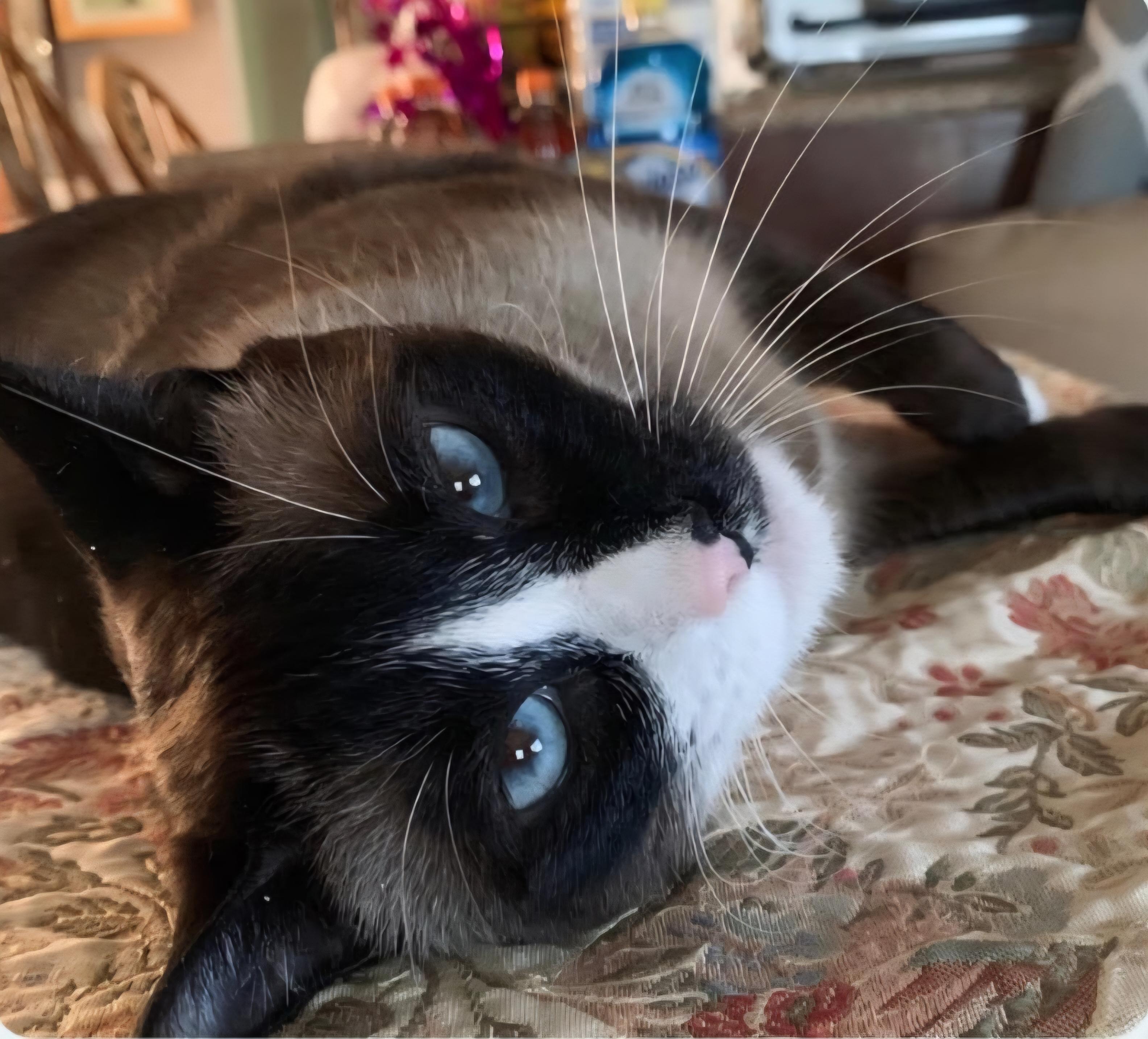 Chatty, Cross-eyed, Cleo, Adoptable, Senior Female Siamese & Applehead Siamese.