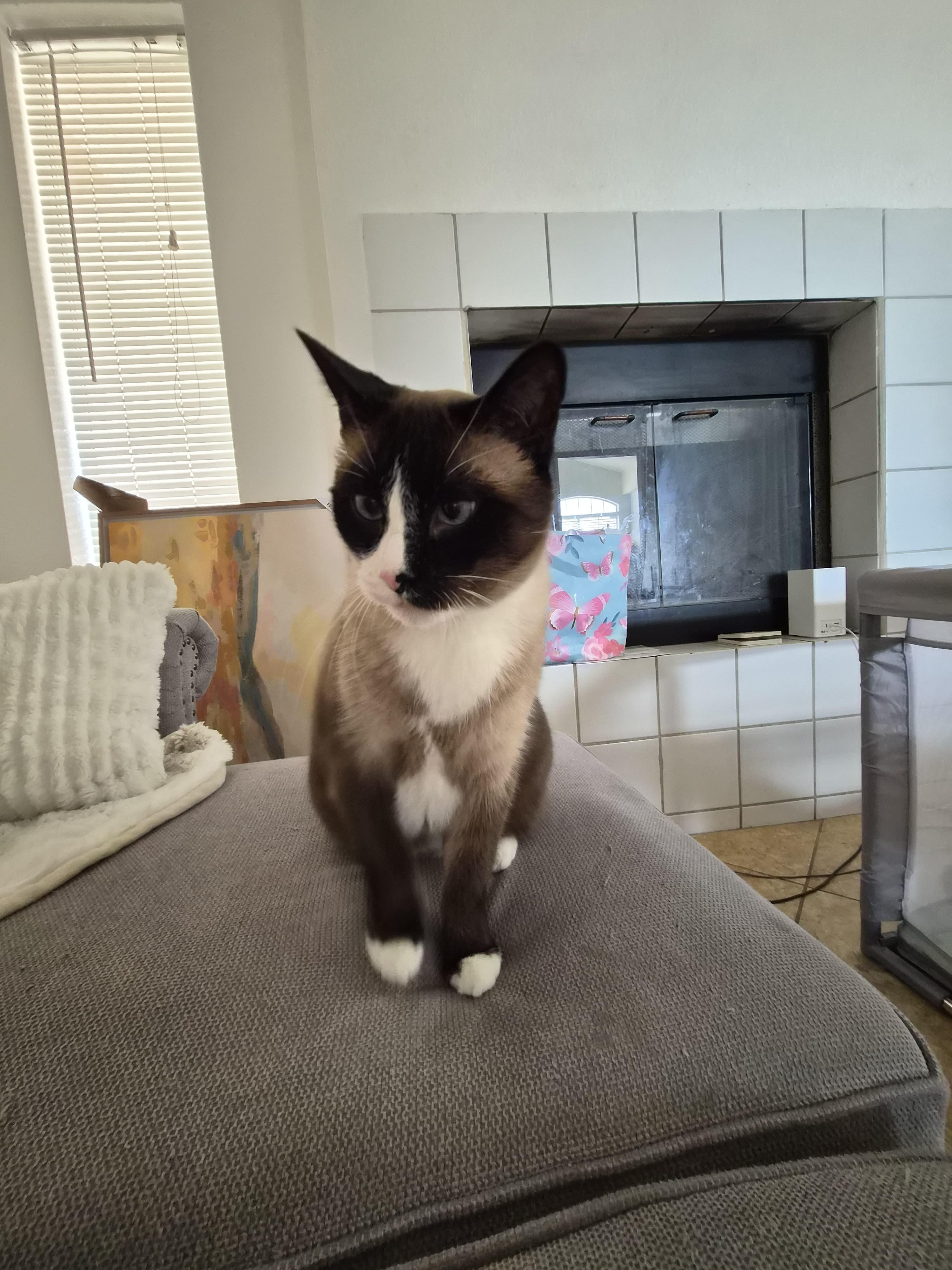 Enlarge Chatty, Cross-eyed, Cleo, a Adoptable mixed breed in BEVERLY HILLS, CA image 5/6