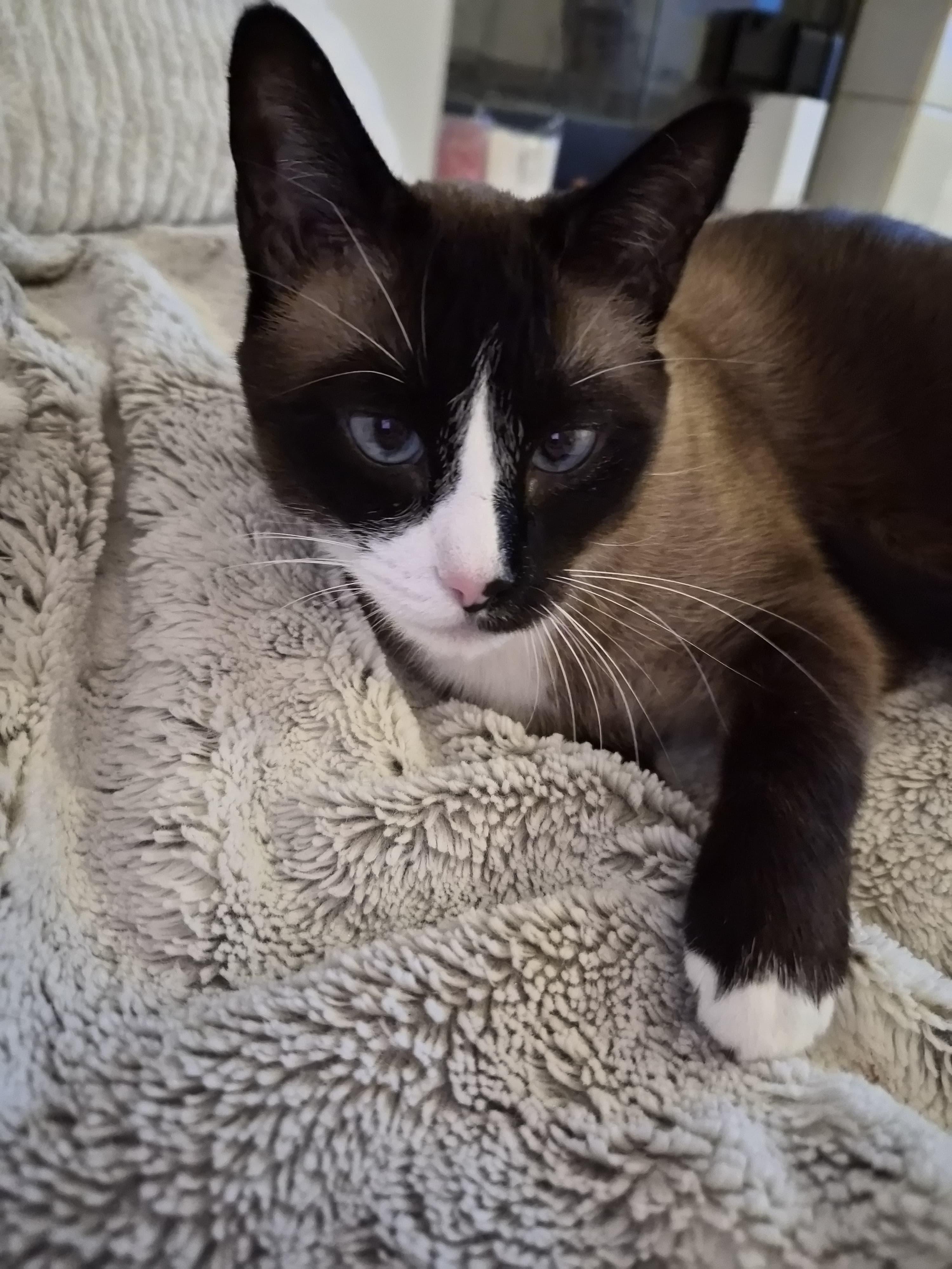 Enlarge Chatty, Cross-eyed, Cleo, a Adoptable mixed breed in BEVERLY HILLS, CA image 6/6