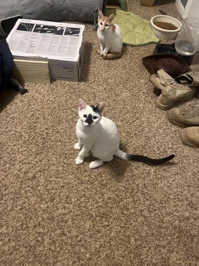 Luffy — thumbnail 4