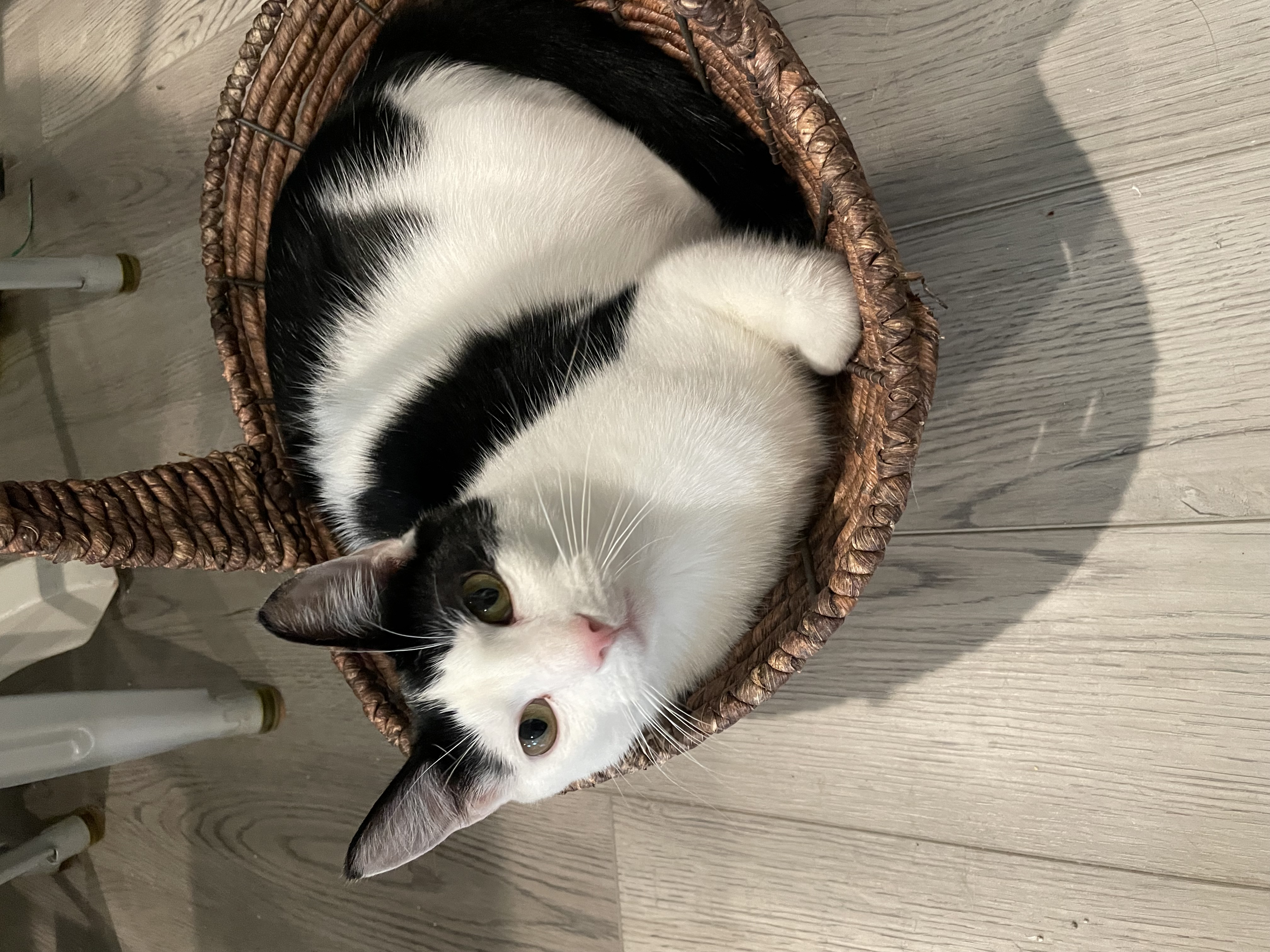 Enlarge Baker, a Adoptable American Shorthair in Tifton, GA image 1/2