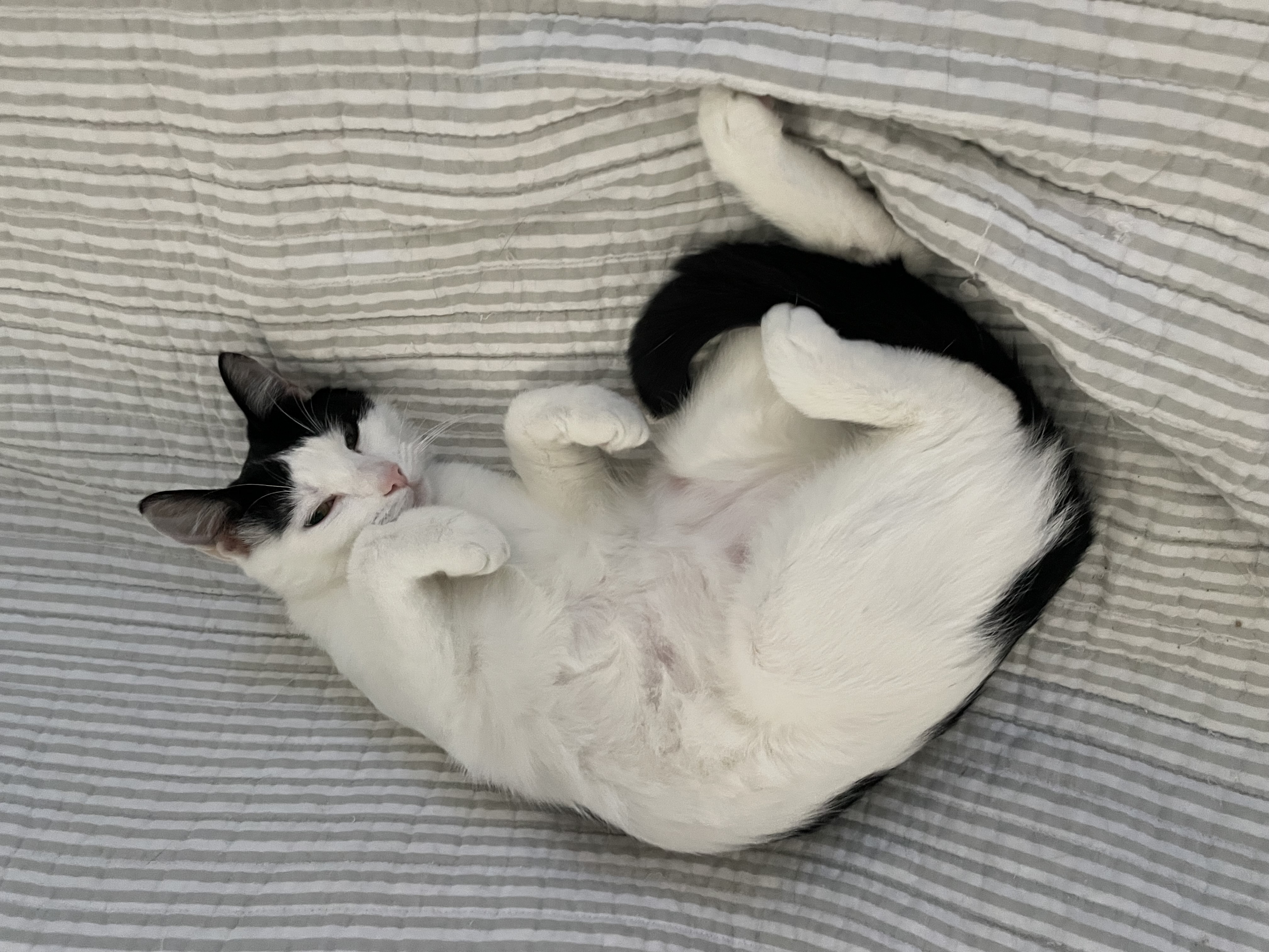 Enlarge Baker, a Adoptable American Shorthair in Tifton, GA image 2/2