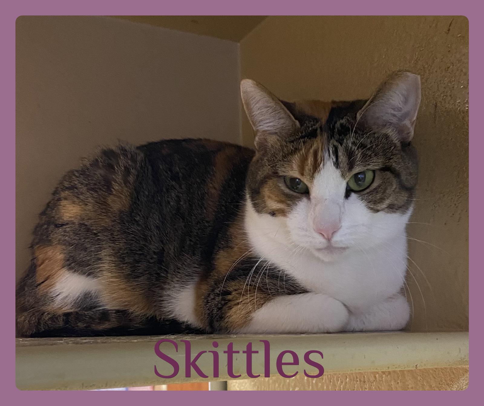 Enlarge SKITTLES, a ADOPTABLE mixed breed in Lawton, OK image 1/1