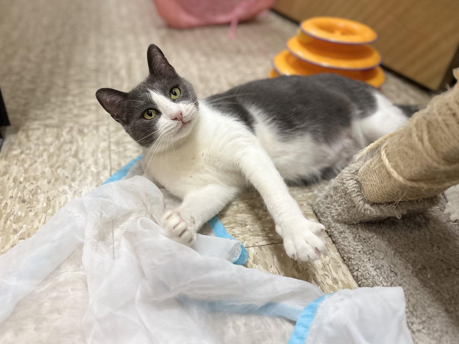 Dodger, Adoptable, Young Female Domestic Short Hair.