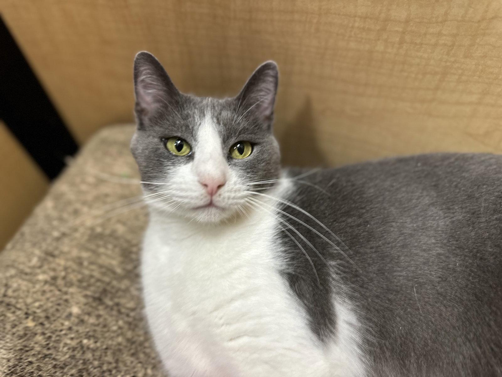 Dodger, a Adoptable Domestic Short Hair in Mission Viejo, CA image 2/3