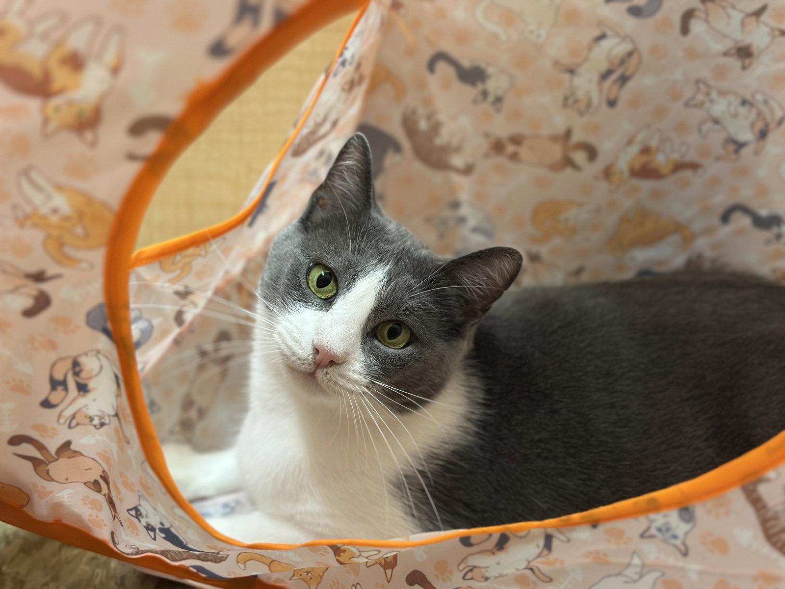 Dodger, a Adoptable Domestic Short Hair in Mission Viejo, CA image 3/3