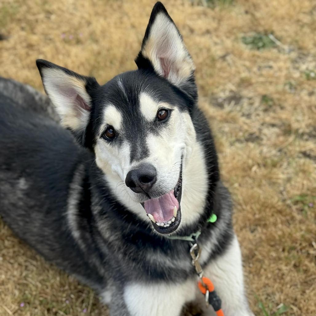 Sam, a Adoptable Husky in Tacoma, WA image 1/3