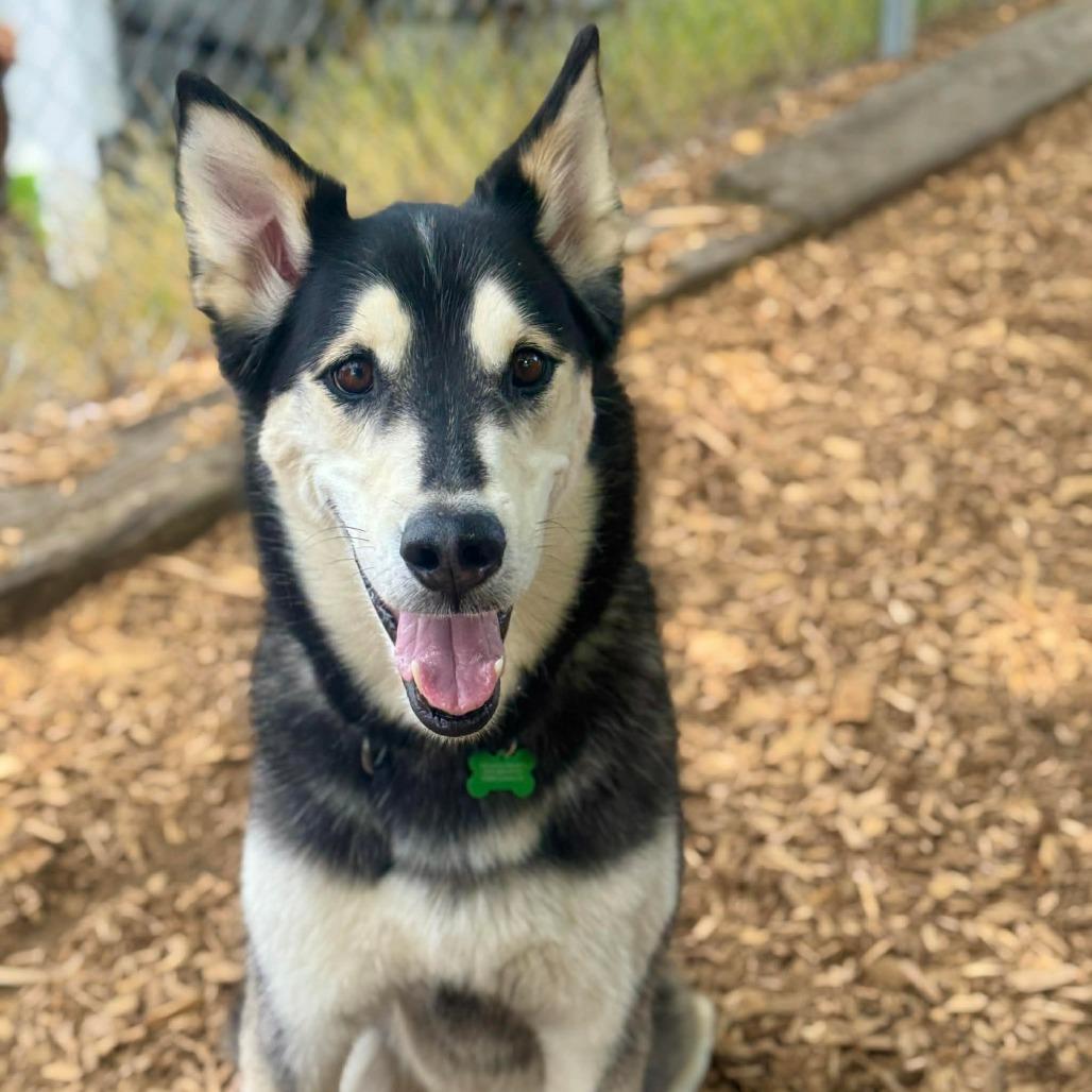Sam, a Adoptable Husky in Tacoma, WA image 2/3