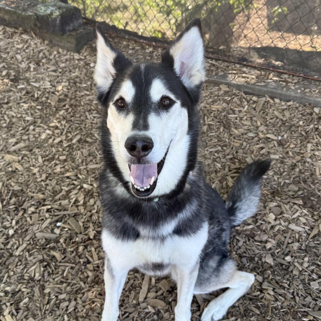 Sam, a Adoptable Husky in Tacoma, WA image 3/3