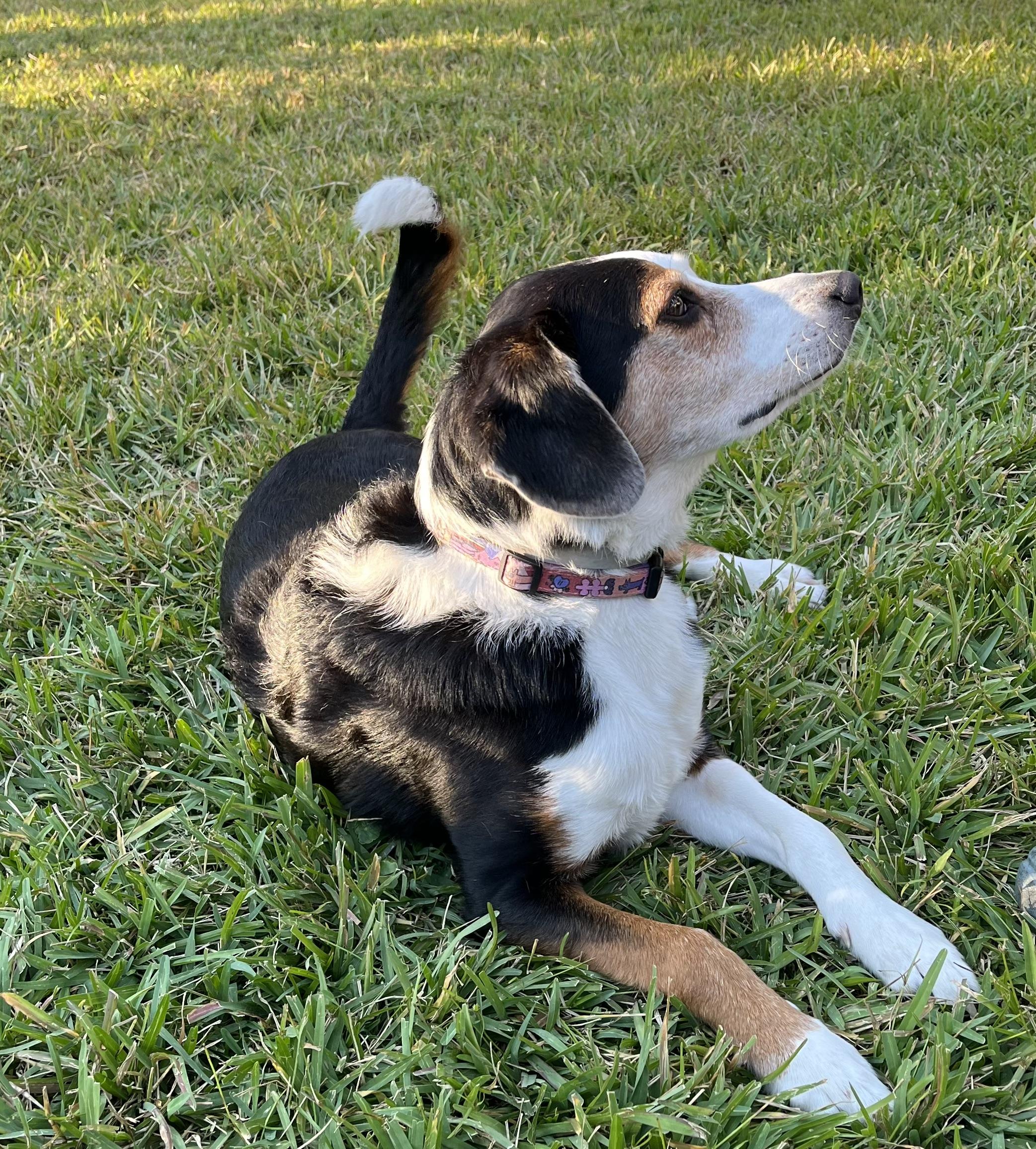 Adopt a Cutie!!!, a Adoptable mixed breed in Fort Myers Beach, FL image 2/5