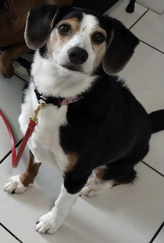 Adopt a Cutie!!!, a Adoptable mixed breed in Fort Myers Beach, FL image 3/5