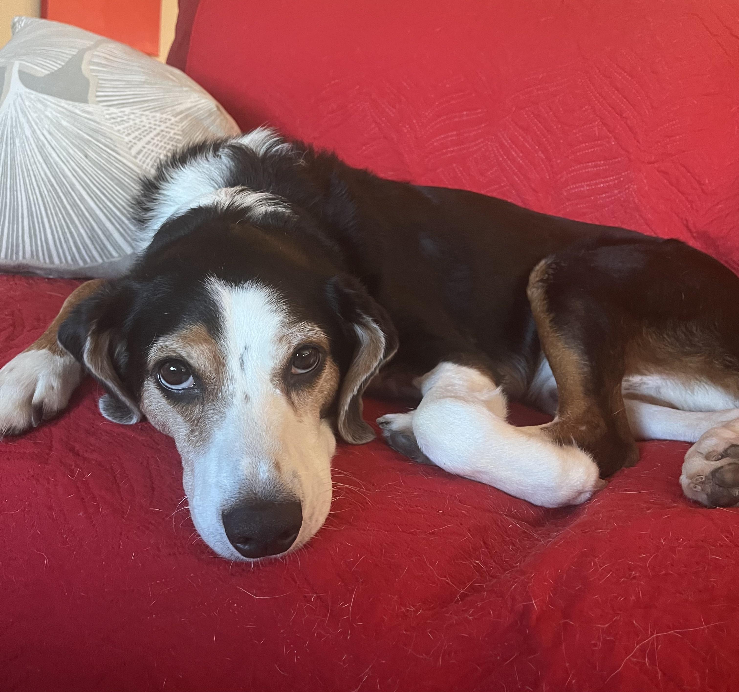 Adopt a Cutie!!!, Adoptable, Adult Male Beagle & Australian Shepherd.