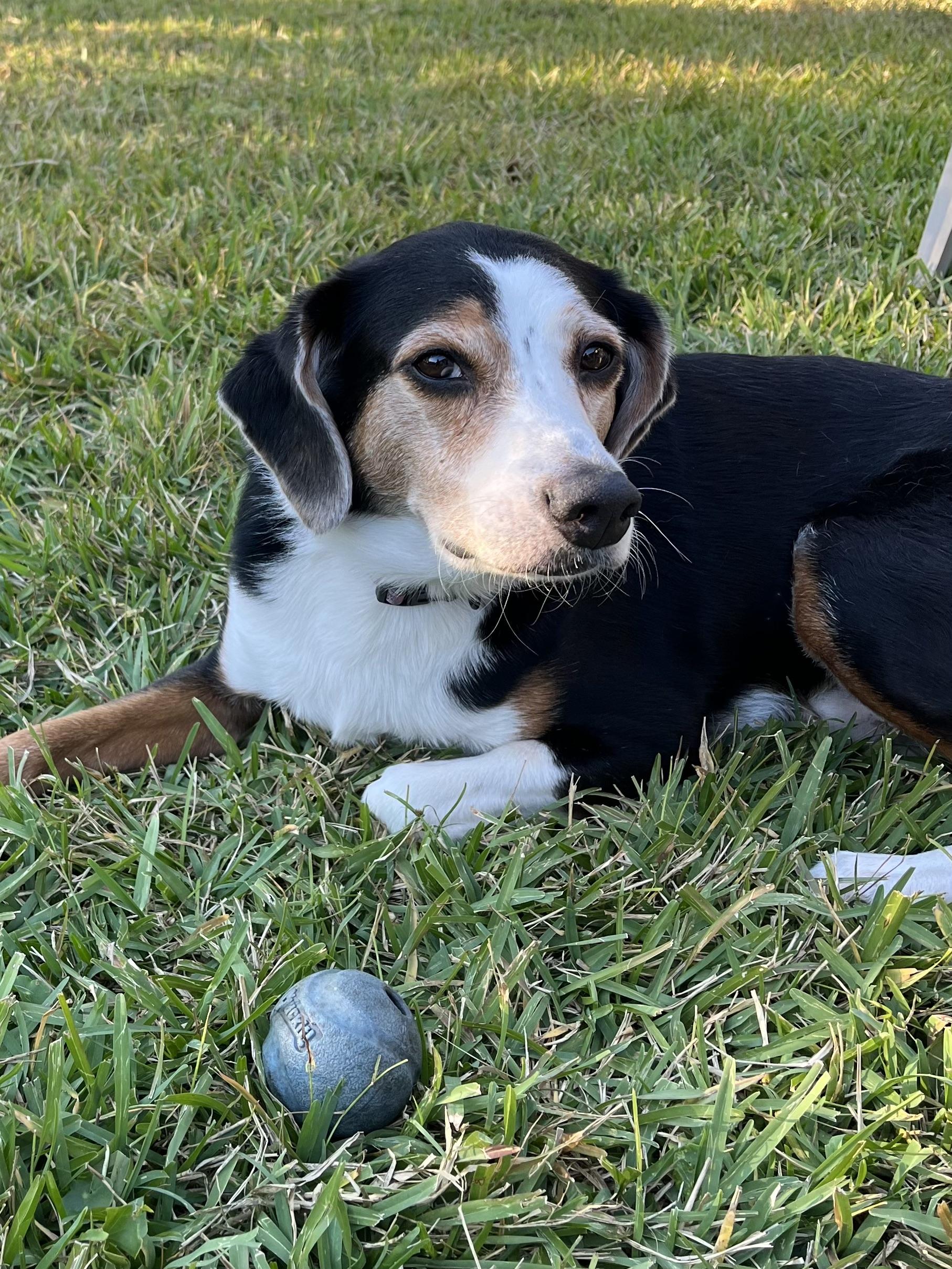 Adopt a Cutie!!!, a Adoptable mixed breed in Fort Myers Beach, FL image 4/5