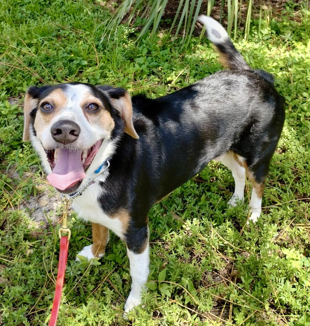 Adopt a Cutie!!!