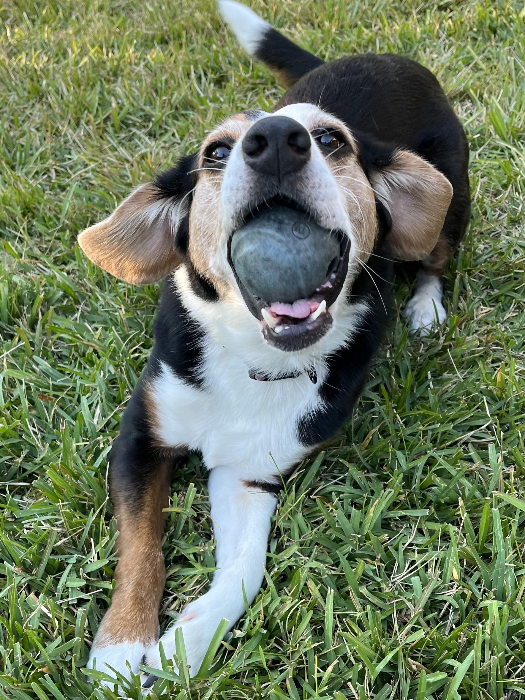 Adopt a Cutie!!!, a Adoptable mixed breed in Fort Myers Beach, FL image 5/5