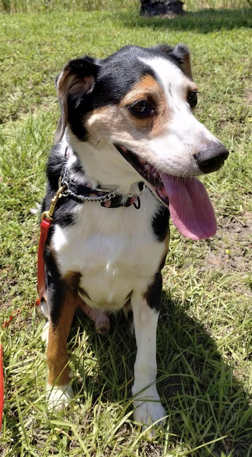 Adopt a Cutie!!!