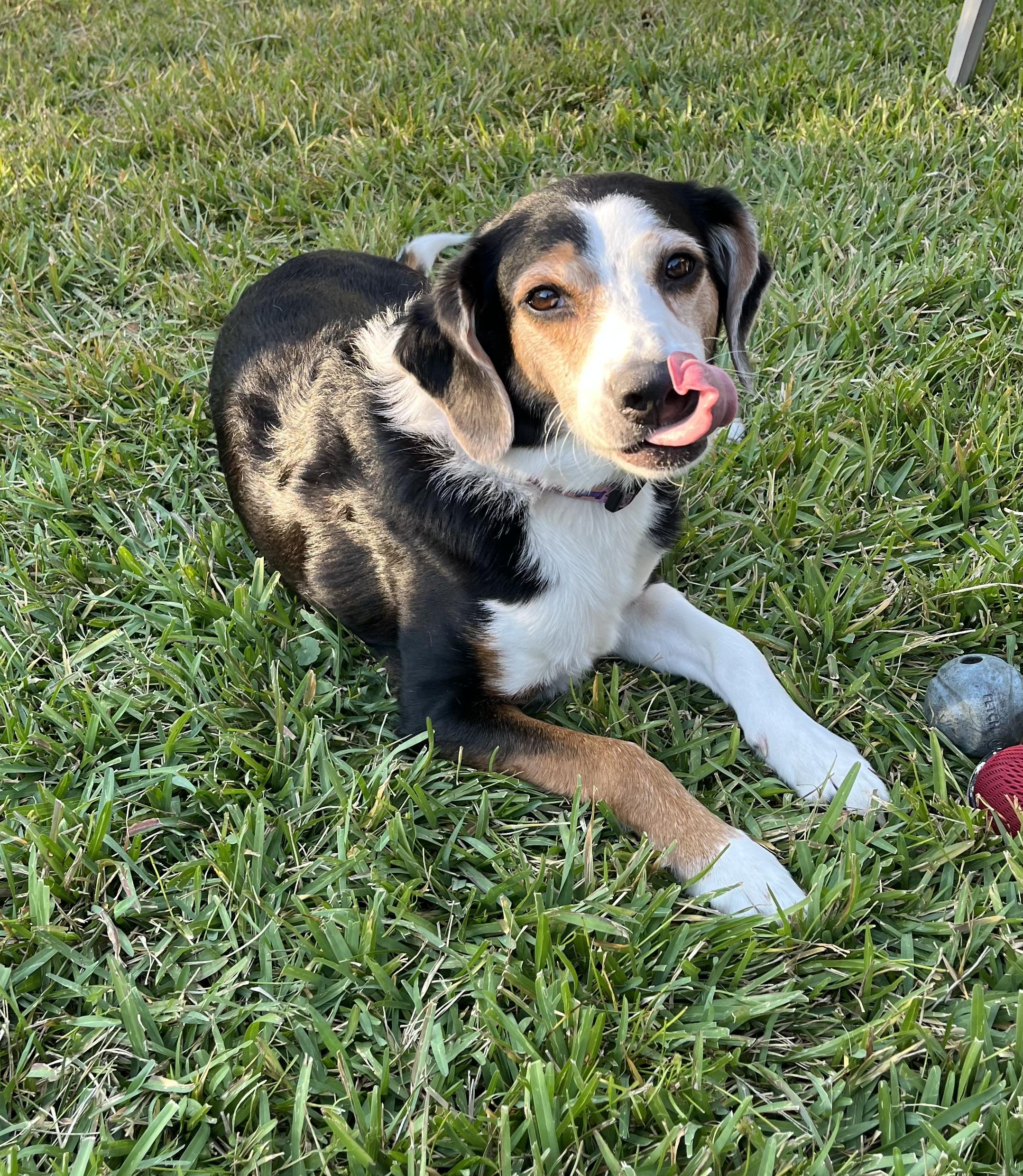 Adopt a Cutie!!!, Adoptable, Adult Male Beagle & Australian Shepherd.