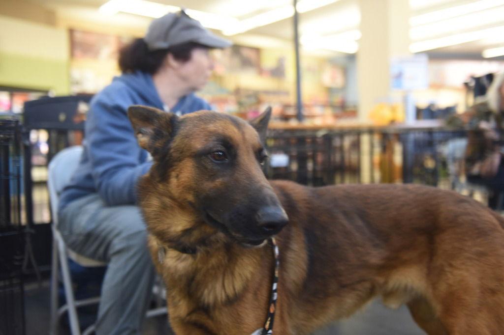 Enlarge Enzo, a Adoptable German Shepherd Dog in Modesto, CA image 1/2