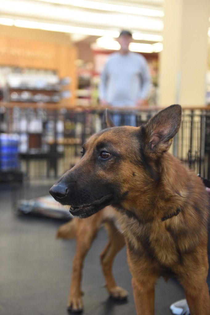 Enlarge Enzo, a Adoptable German Shepherd Dog in Modesto, CA image 2/2