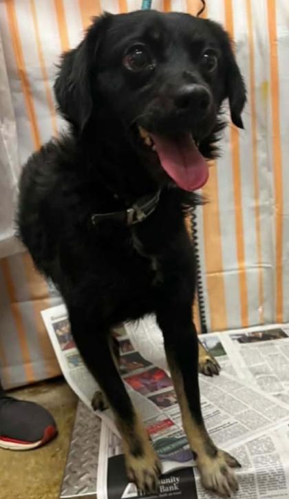 Dalt, Adopted, Young Male Mixed Breed.