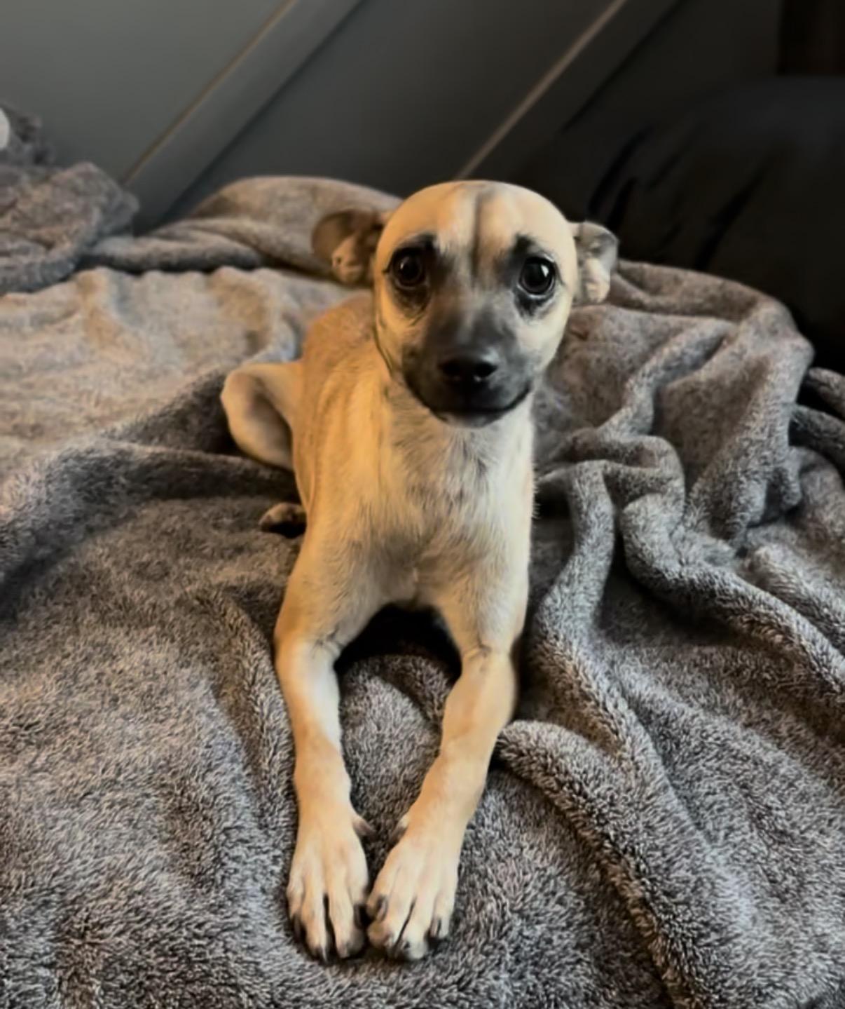 Chase, Adoptable, Young Male Chihuahua.
