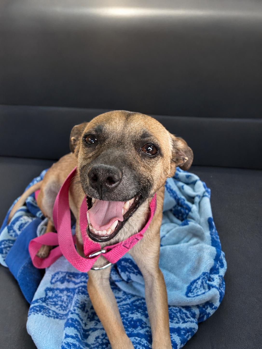 Enlarge Chase, a Adoptable mixed breed in Palm desert, CA image 2/5