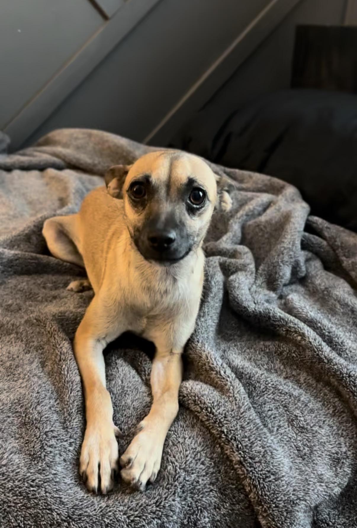 Enlarge Chase, a Adoptable mixed breed in Palm desert, CA image 3/5