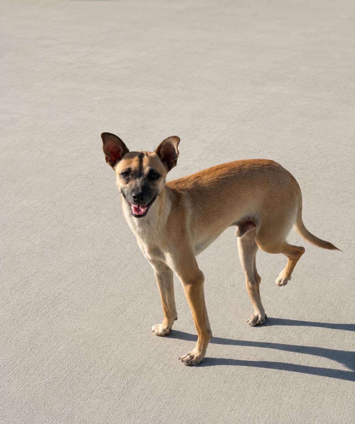 Enlarge Chase, a Adoptable mixed breed in Palm desert, CA image 4/5