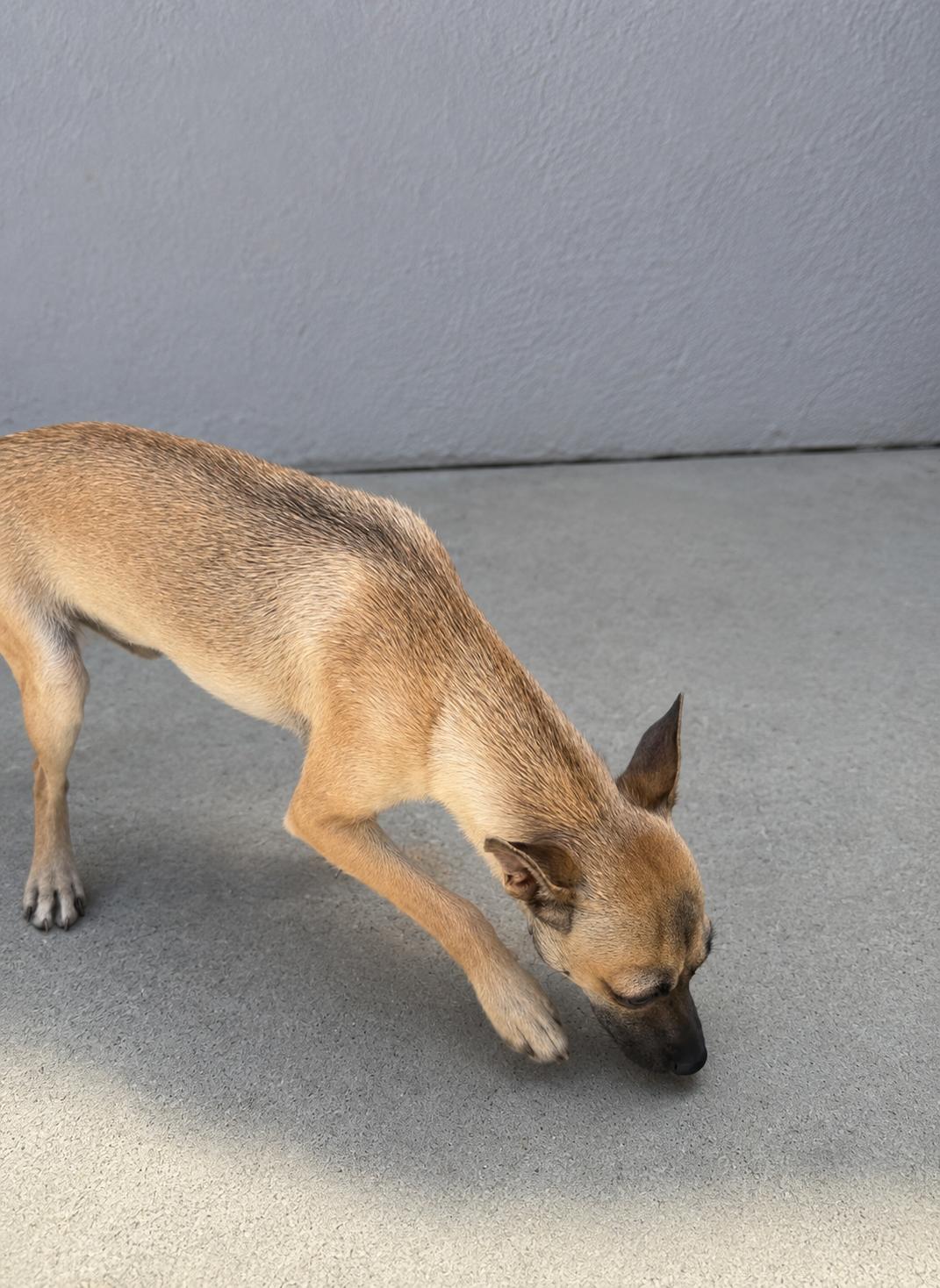 Enlarge Chase, a Adoptable mixed breed in Palm desert, CA image 5/5