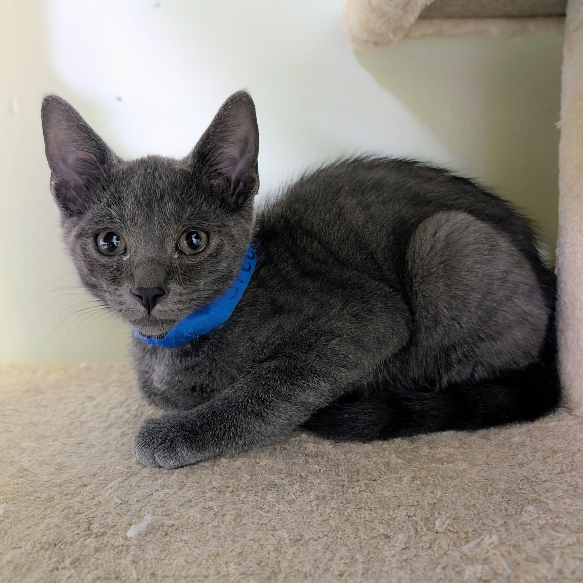 Steel Blue, ADOPTABLE, Kitten Male Domestic Short Hair.