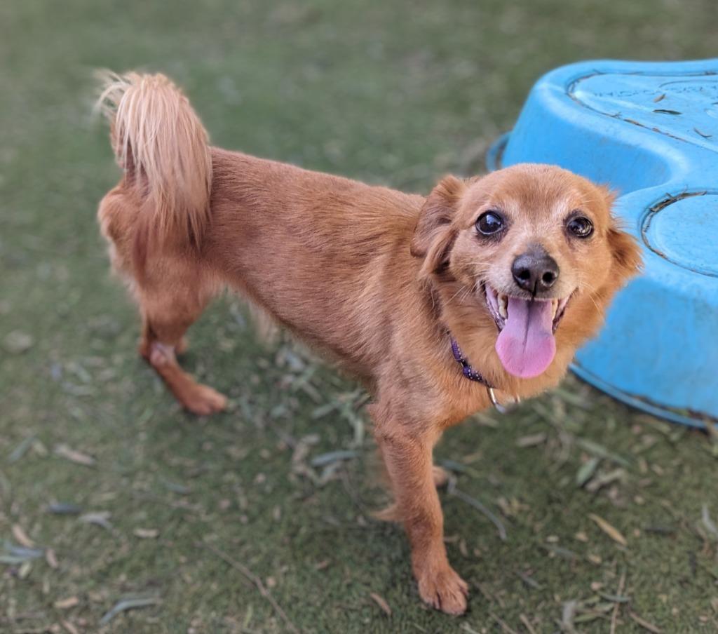 Yo-Yo, a Adoptable mixed breed in San Diego, CA image 1/2