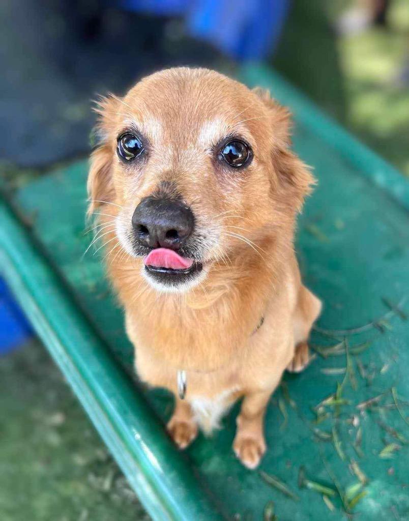 Yo-Yo, a Adoptable mixed breed in San Diego, CA image 2/2