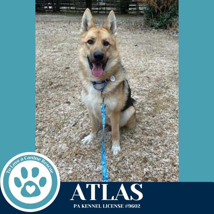 Enlarge Atlas 120625, a Adoptable German Shepherd Dog in Kimberton, PA image 3/6