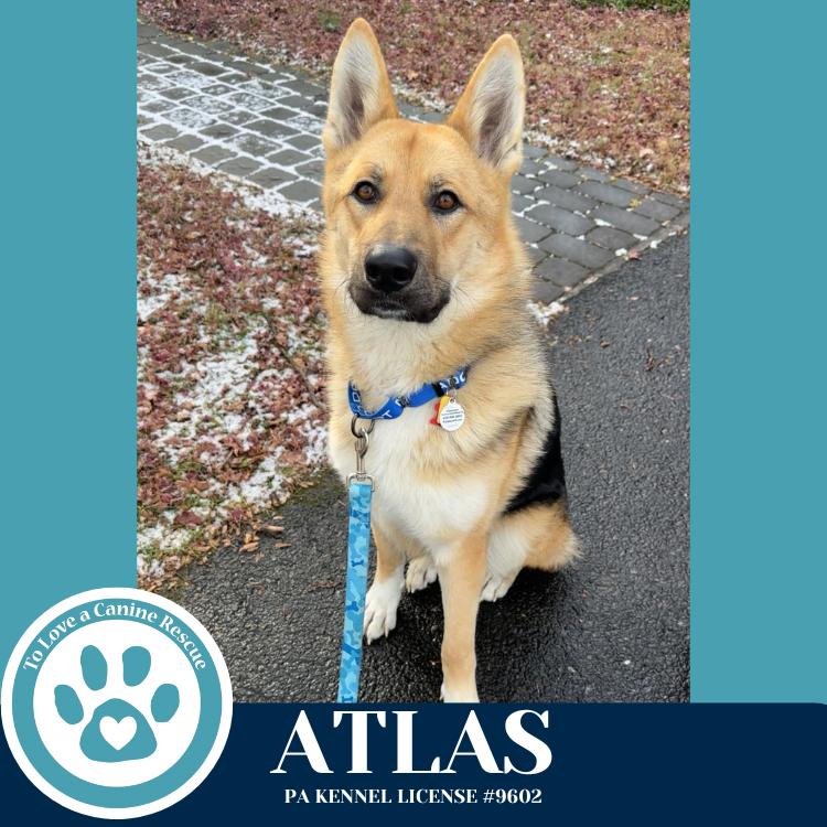 Enlarge Atlas 120625, a Adoptable German Shepherd Dog in Kimberton, PA image 4/6