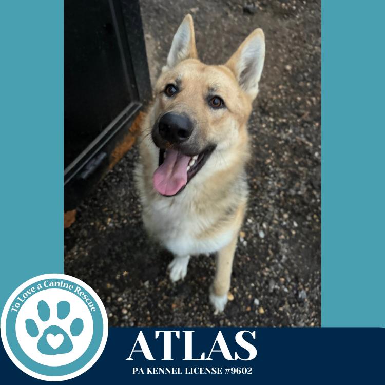 Enlarge Atlas 120625, a Adoptable German Shepherd Dog in Kimberton, PA image 5/6