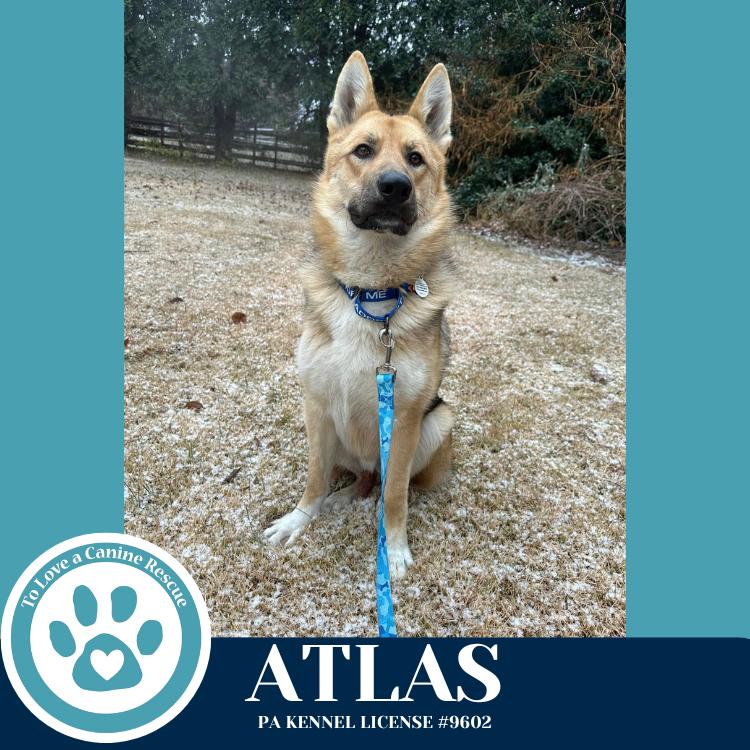 Enlarge Atlas 120625, a Adoptable German Shepherd Dog in Kimberton, PA image 6/6