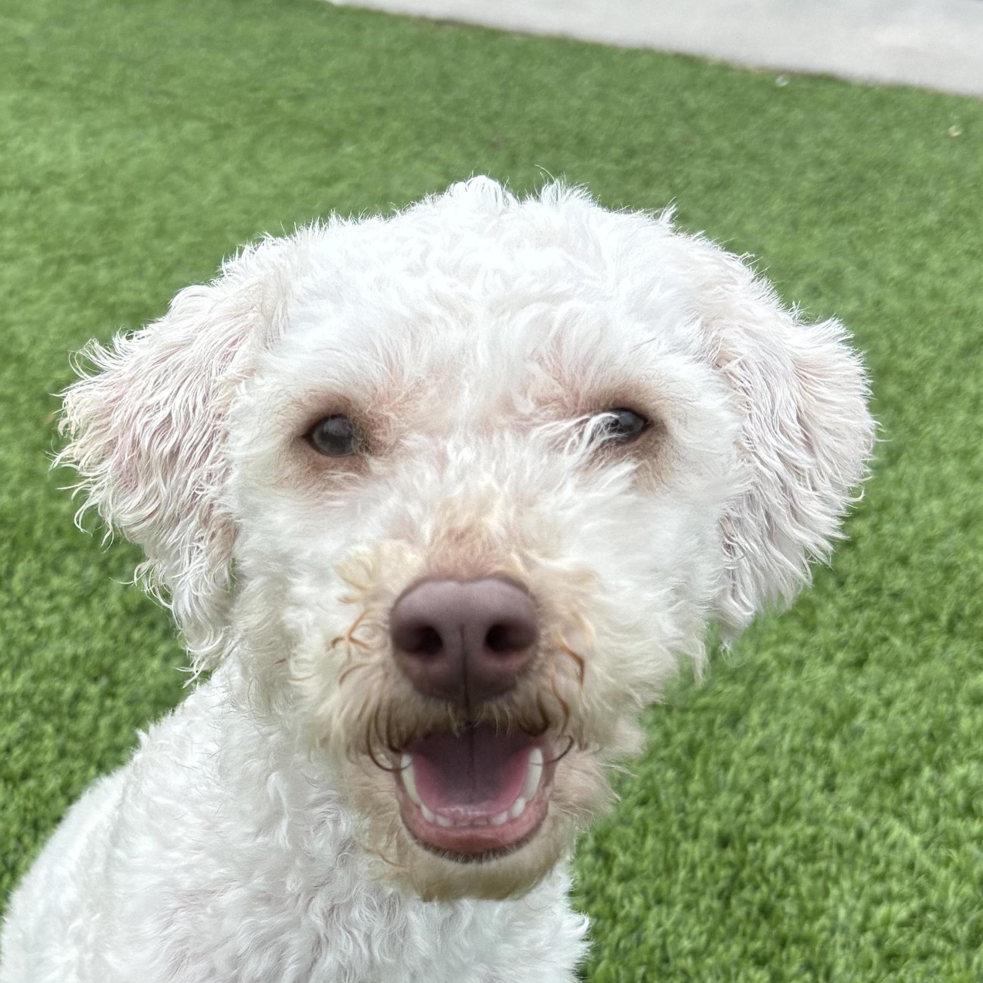 Nellis, Adoptable, Adult Male Miniature Poodle.