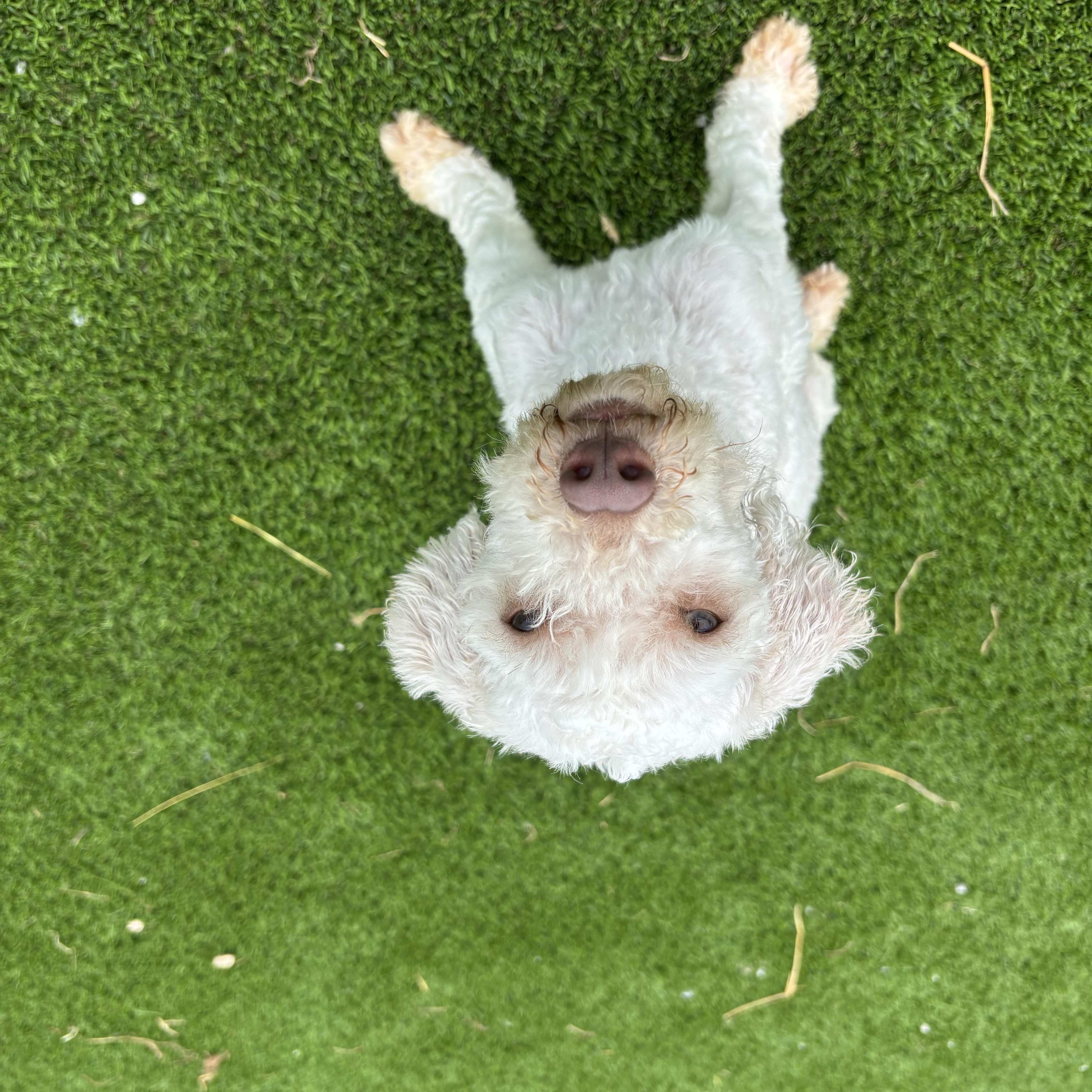 Enlarge Nellis, a Adoptable Miniature Poodle in Auburn, NE image 3/5